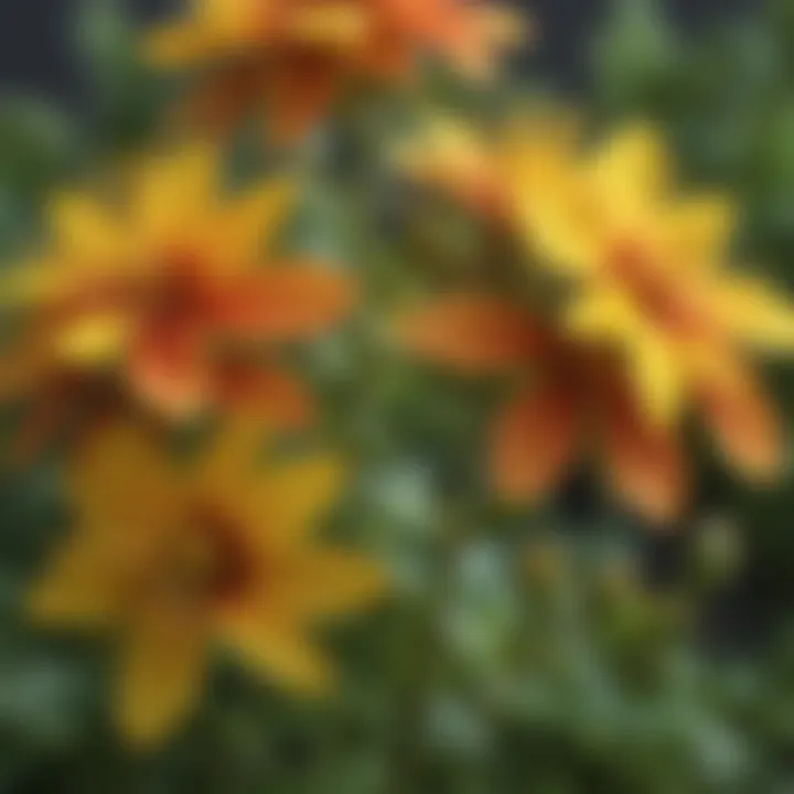 Close-up of St. John's Wort flowers from which the oil is derived