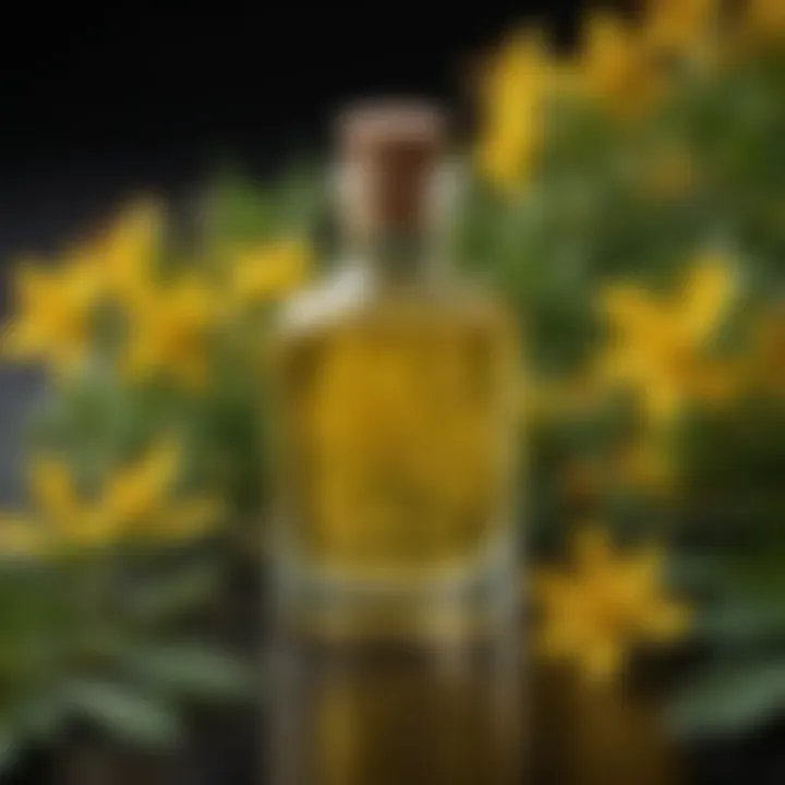 A close-up view of St. John's Wort oil in a glass bottle surrounded by fresh St. John's Wort flowers.