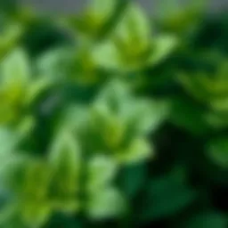 Fresh mint leaves showcasing the essence of mint oil