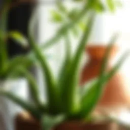 Nurturing aloe vera plant in natural sunlight