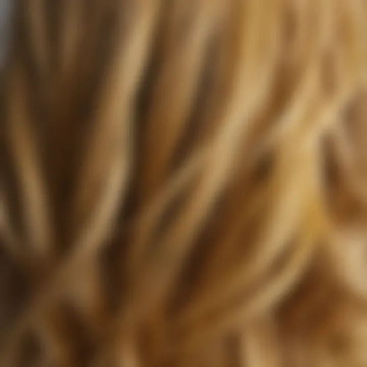 Close-up of yellow balayage highlights on hair strands